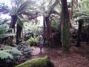 Ferndene State Reserve, Ferndene Tasmania