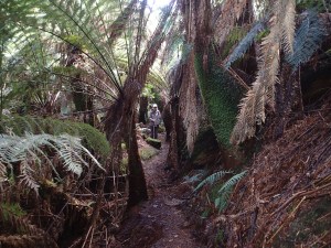 Ferndene State Reserve, Ferndene Tasmania