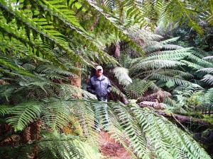 Ferndene State Reserve, Ferndene Tasmania